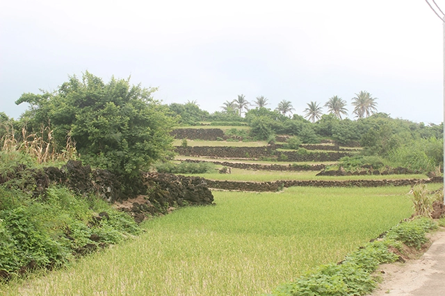 Đảo bé lý sơn thiên đường du lịch biển đảo đầu xuân - 12