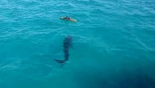 Du khách kinh hãi nhìn cá mập bơi quanh người chèo thuyền - 1