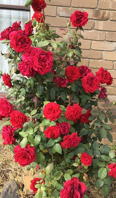 Gia đình có cây hoa hồng trăm bông và giàn nho trĩu quả - 4