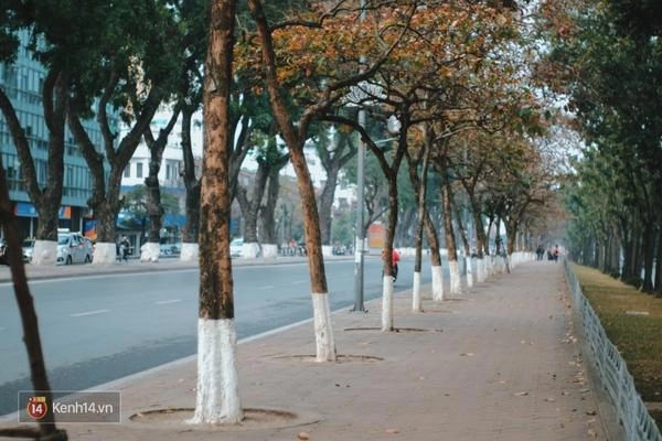 Hà nội man mác buồn trên con phố ngập tràn lá đỏ bằng lăng - 1