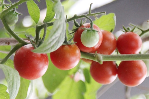 Mẹo rung cây giúp cà chua đậu quả sai trĩu trịt - 1