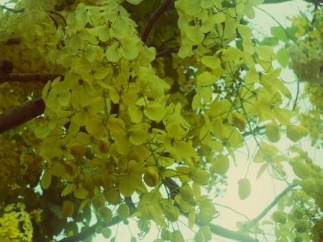 Mùa hoa bò cạp rực rỡ sắc vàng ở sài gòn - 1