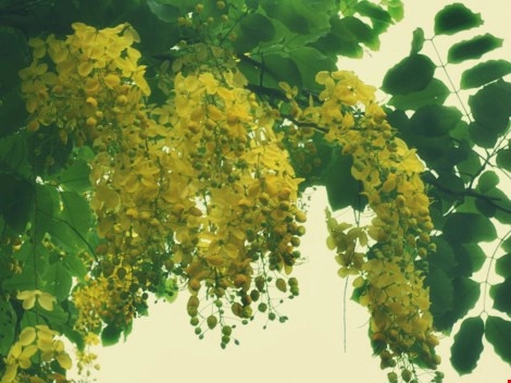 Mùa hoa bò cạp rực rỡ sắc vàng ở sài gòn - 6