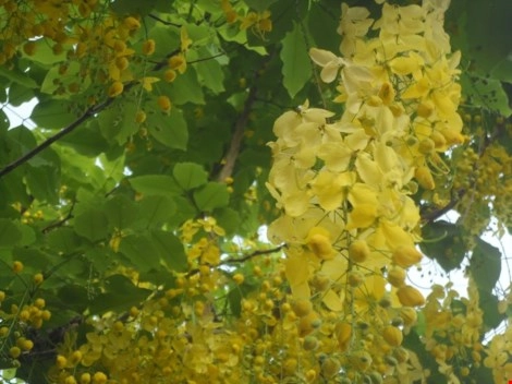 Mùa hoa bò cạp rực rỡ sắc vàng ở sài gòn - 7