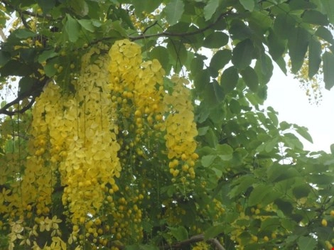 Mùa hoa bò cạp rực rỡ sắc vàng ở sài gòn - 8
