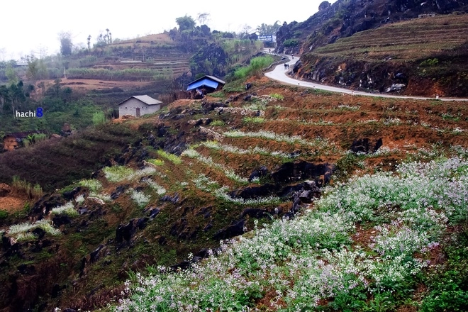 Mùa hoa nở rực rỡ trên miền đá hà giang - 2