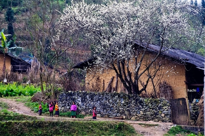 Mùa hoa nở rực rỡ trên miền đá hà giang - 3