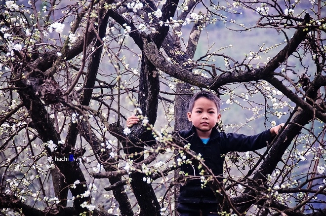 Mùa hoa nở rực rỡ trên miền đá hà giang - 4