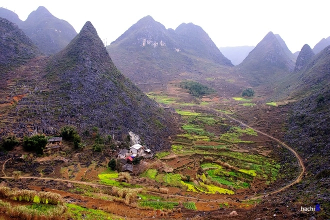 Mùa hoa nở rực rỡ trên miền đá hà giang - 7