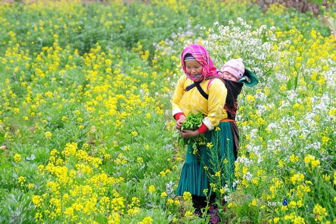 Mùa hoa nở rực rỡ trên miền đá hà giang - 8