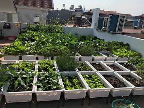 Sân thượng trống trơn thành vườn rau xanh mướt sau 3 tháng - 2