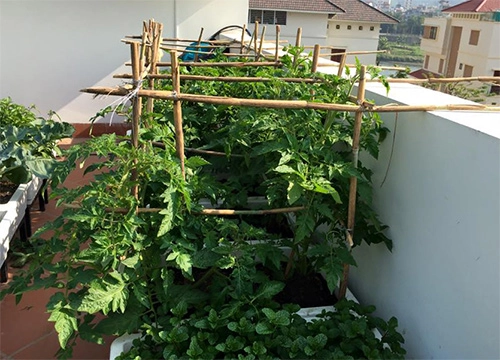 Sân thượng trống trơn thành vườn rau xanh mướt sau 3 tháng - 5