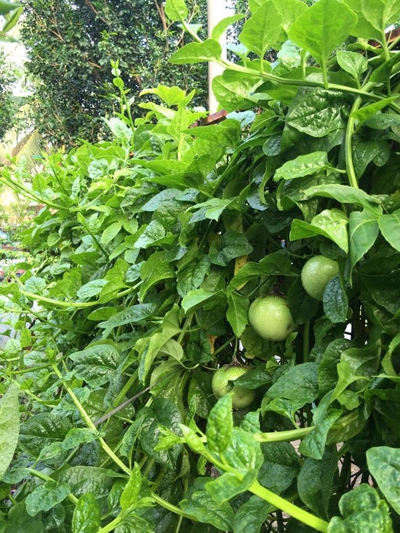 Vườn rau vừa ăn vừa biếu hàng xóm của mẹ việt ở malaysia - 12