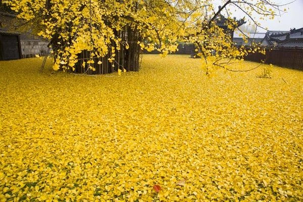 Biển lá vàng từ cây rẻ quạt 1400 tuổi - 6