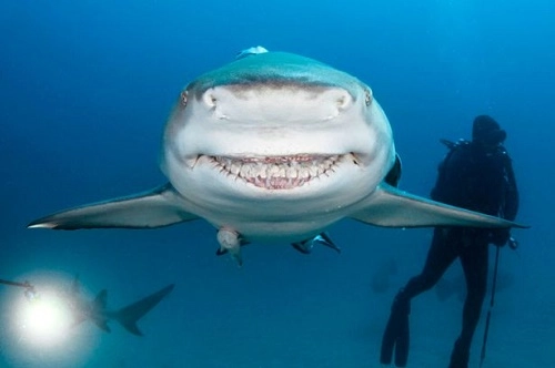 Cá mập cười khoe răng trước máy quay của du khách - 1