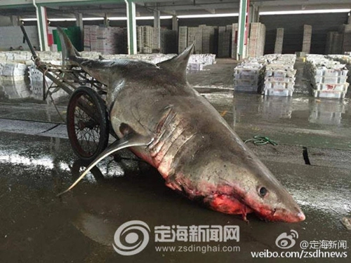 Cá mập nửa tấn chết thảm sau khi mắc kẹt vào lưới - 1