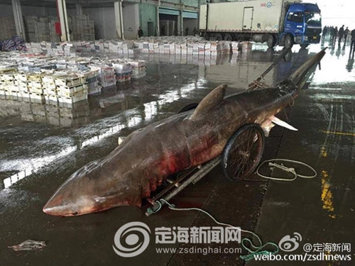 Cá mập nửa tấn chết thảm sau khi mắc kẹt vào lưới - 2