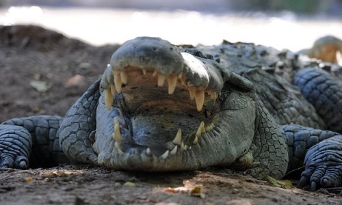 Cá sấu cắn chết du khách tại indonesia - 1