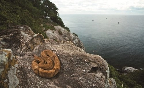 Cận cảnh hòn đảo đầy rắn độc - địa danh khủng khiếp bậc nhất tg - 7