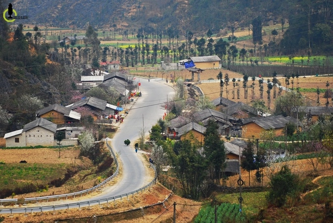 Cây sa mộc giữa cao nguyên đá đồng văn - 5