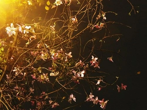 Chùm ảnh hoa ban đẹp lung linh dưới trời đêm hà nội - 4