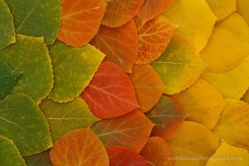 Chùm ảnh tuyệt đẹp về sự thay đổi ngoạn mục thiên nhiên mùa thu p1 - 7