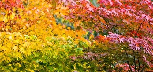 Chùm ảnh tuyệt đẹp về sự thay đổi ngoạn mục thiên nhiên mùa thu p2 - 3