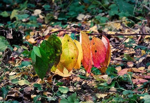 Chùm ảnh tuyệt đẹp về sự thay đổi ngoạn mục thiên nhiên mùa thu p2 - 9