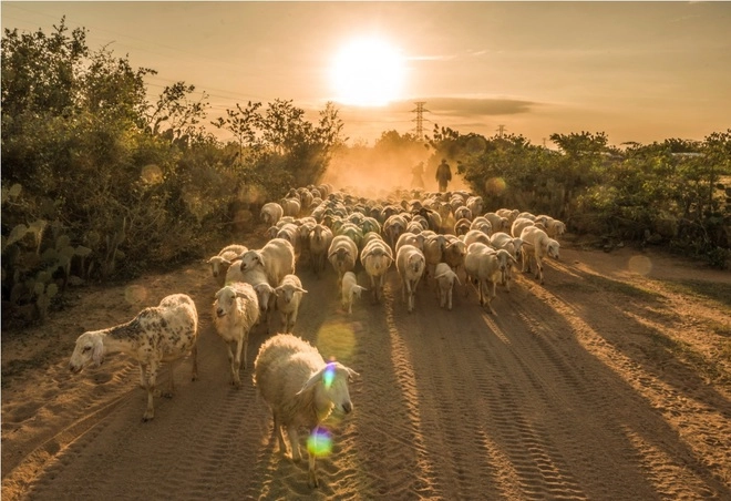 Cuộc sống của những chú cừu ở ninh thuận - 7