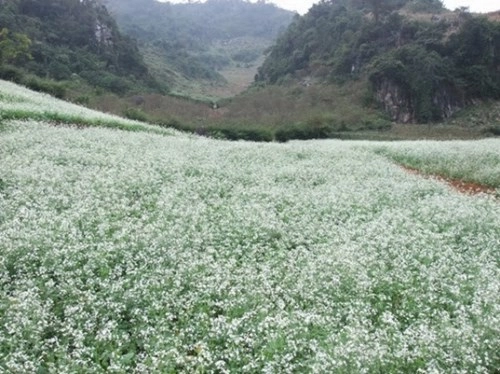 Đến thăm mộc châu mùa hoa cải trắng - 4