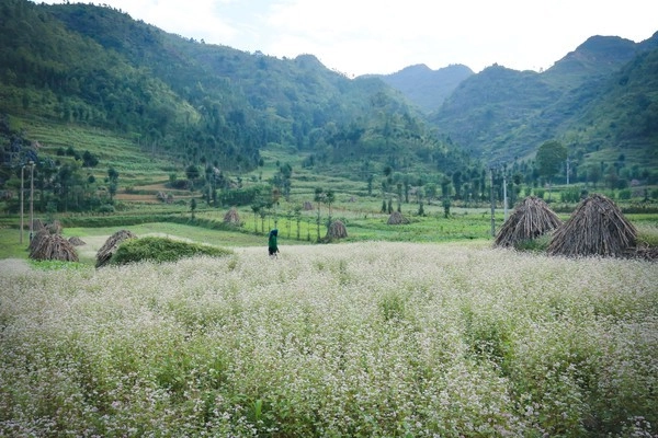 Đẹp đến nghẹt thở những mùa hoa trên khắp đất nước mình - 31