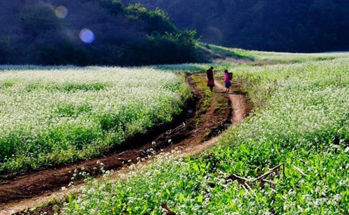 Đẹp đến nghẹt thở những mùa hoa trên khắp đất nước mình - 34