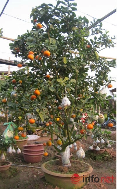 Độc đáo vườn cây 9 loại quả bạc tỷ của lão nông hà nội - 5