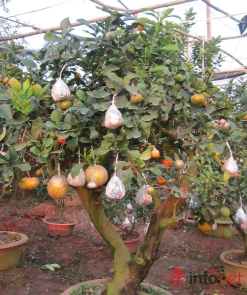 Độc đáo vườn cây 9 loại quả bạc tỷ của lão nông hà nội - 6
