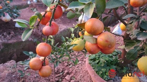 Độc đáo vườn cây 9 loại quả bạc tỷ của lão nông hà nội - 9