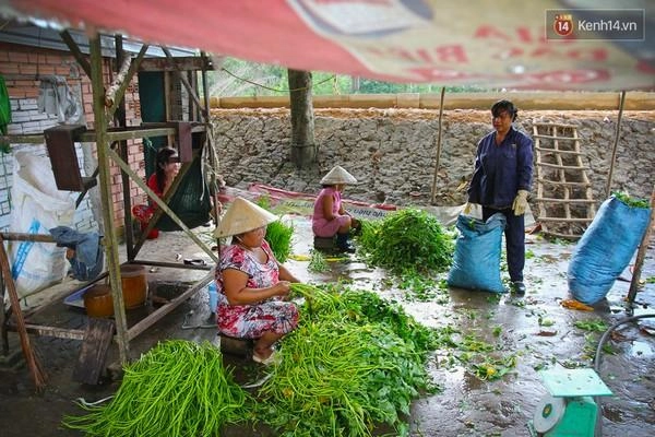 Đôi bàn tay chai sần ẩm mốc của những người nhặt rau muống thuê ở sài gòn - 2