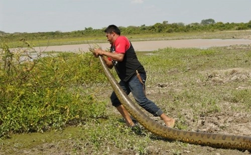 Giải cứu trăn anaconda khổng lồ lạc trong khu nghỉ dưỡng - 7