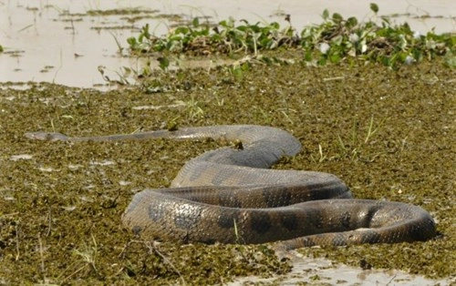 Giải cứu trăn anaconda khổng lồ lạc trong khu nghỉ dưỡng - 8