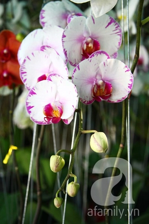 Hoa lan ngoại đẹp rực rỡ cháy hàng lan truyền thống nhiều giống lạ - 4