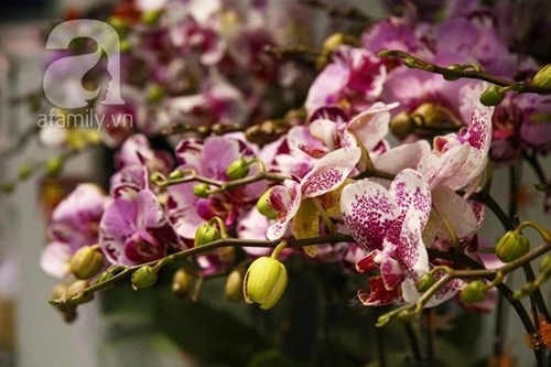 Hoa lan ngoại đẹp rực rỡ cháy hàng lan truyền thống nhiều giống lạ - 9