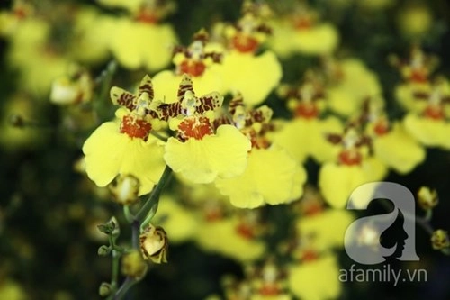Hoa lan ngoại đẹp rực rỡ cháy hàng lan truyền thống nhiều giống lạ - 10