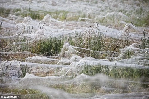 Kinh hoàng hàng triệu con nhện rơi như mưa tại úc - 2
