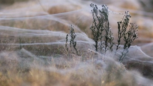 Kinh hoàng hàng triệu con nhện rơi như mưa tại úc - 3