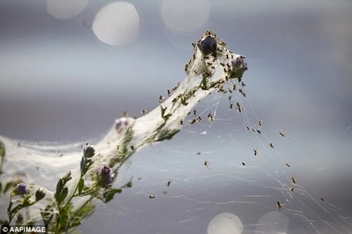 Kinh hoàng hàng triệu con nhện rơi như mưa tại úc - 6