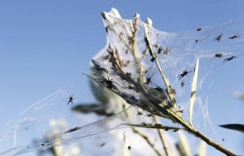 Kinh hoàng hàng triệu con nhện rơi như mưa tại úc - 7