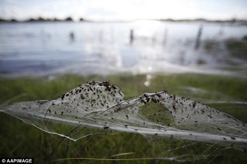 Kinh hoàng hàng triệu con nhện rơi như mưa tại úc - 8