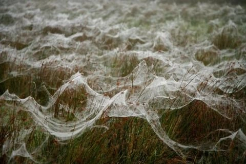 Kinh hoàng hàng triệu con nhện rơi như mưa tại úc - 9
