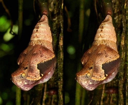 Kinh ngạc loại sâu bướm biết hoá trang thành rắn - 4
