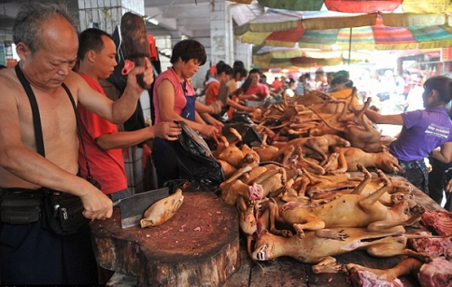 Lễ hội ăn thịt chó gây tranh cãi ở trung quốc - 2