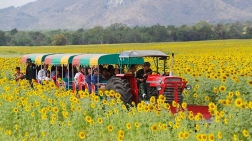 Lopburi - vùng đất của hoa mặt trời tại thái lan - 1